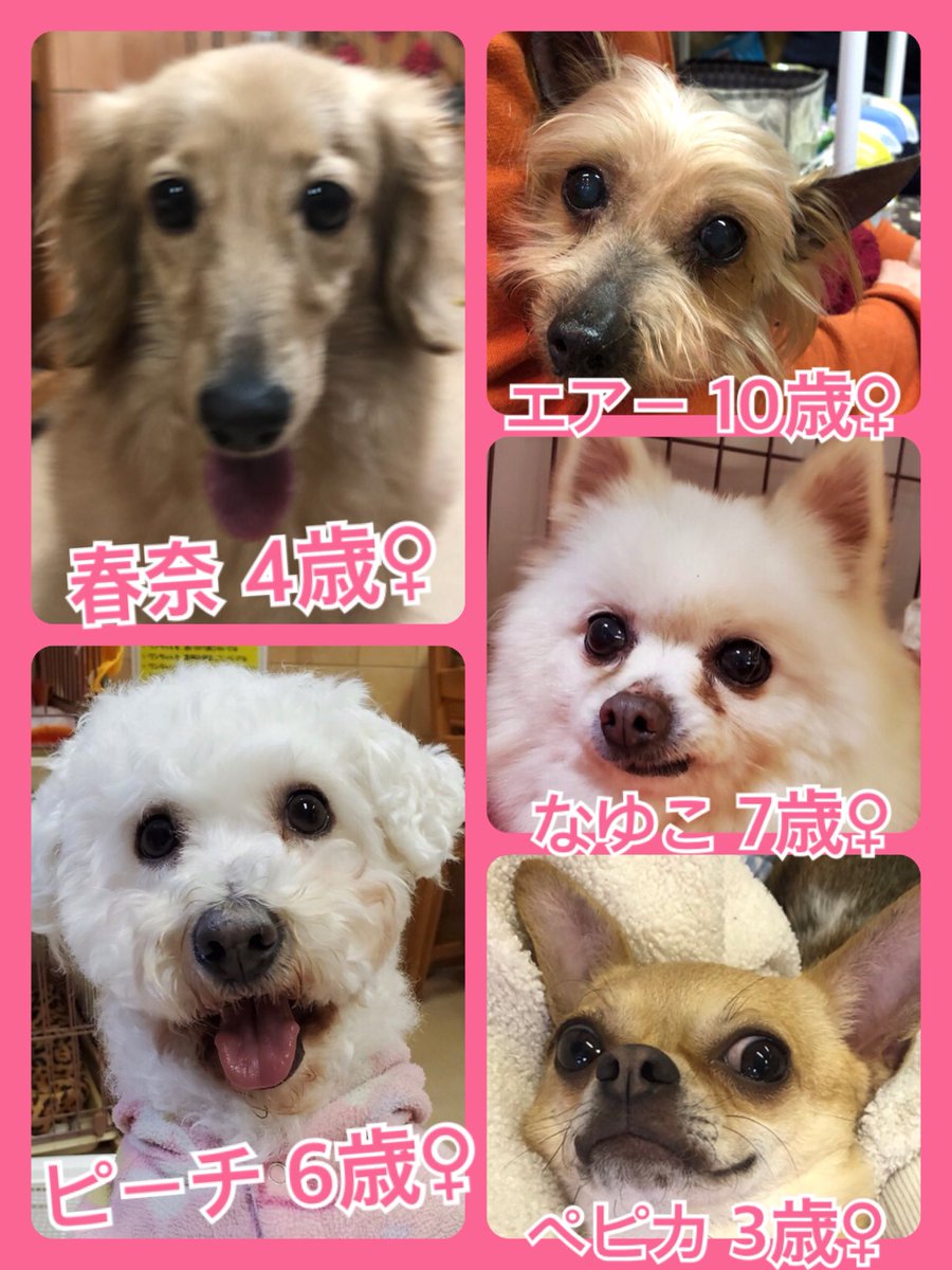 🐾今日の里親様募集中ワンコ🐶メンバーです🐾2020,3,10